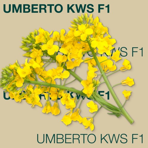 UMBERTO KWS F1 rzepak ozimy