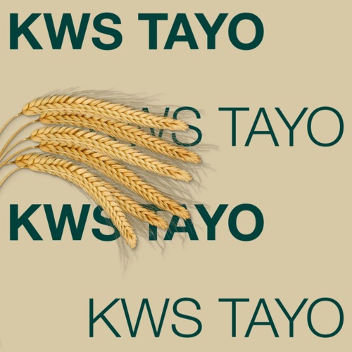 KWS TAYO