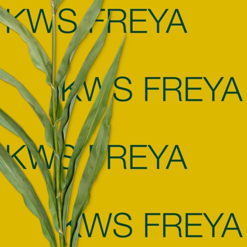 KWS FREYA