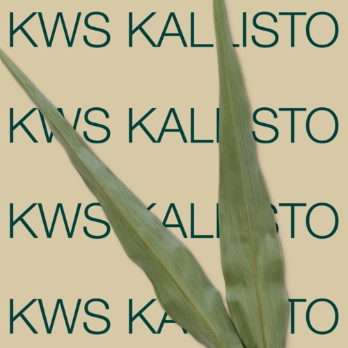 KWS KALLISTO