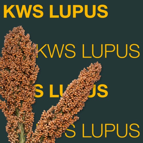 KWS LUPUS