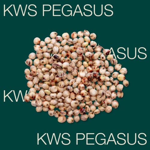 KWS PEGASUS