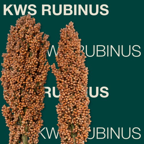 KWS RUBINUS