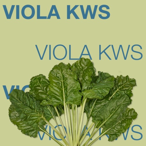 VIOLA KWS