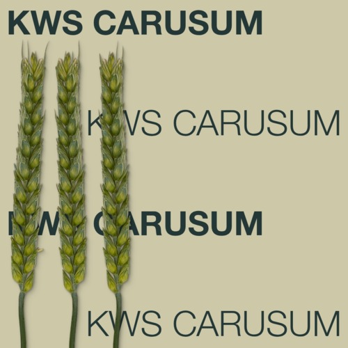 KWS CARUSUM