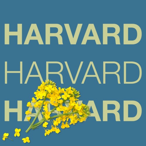 HARVARD