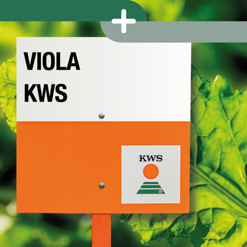 VIOLA KWS